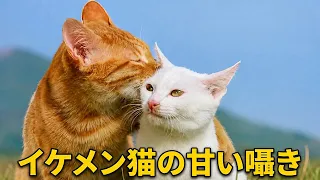 オレンジ猫の波乱万丈すぎる一日 🐱