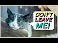 Does Your Cat Have Separation Anxiety You Might Be Making it Worse