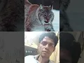 Download Lagu sherly vs wolf puma#animals #wildlife #trending #sherly##wolfpuma#youtube