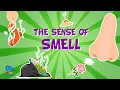 Lagu Five Senses: The Sense of Smell | Educational Videos for Kids