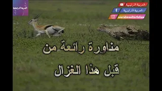 سرعة تصرف الغزال امام اللبوة 