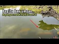Lagu Seumur hidup Mungkin hanya sekali mancing nemu spot liar seperti ini 