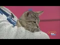 Radish needs a home Friendly kitten in search of a playmate Good Day on WTOL 11