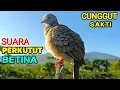 Download Lagu Suara Perkutut Betina PALING BERHASIL Memanggil Jantan Cepat Respon