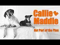 We Went to Rescue Callie Then We Met Maddie the Chihuahua