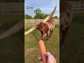 Download Lagu Help me feed some crazy animals! #animals #shorts #coolanimals