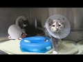 Mat-Su Animal Shelter hosting adoption event this weekend