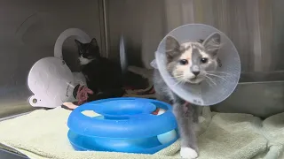 Mat-Su Animal Shelter hosting adoption event this weekend