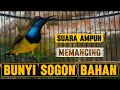 Download Lagu 🔴 SUARA AMPUH UNTUK MEMANCING BUNYI SOGON BAHAN TERUTAMA SOGON TROTOL #sogon #pancingansogon 