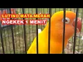 Download Lagu lovebird lutino mata merah ngekek  1 menit cocok buat pancingan dan masteran