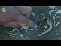 Identifying fossil features in the field