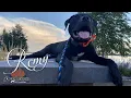 LAB PITBULL MIX REMY Outstanding Obedience Central Minnesota