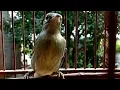 Download Lagu Suara Burung Kolibri Kelapa Betina Memanggil Jantan - Korlap Betina Gacor