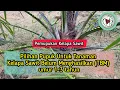 Download Lagu Pilihan Pupuk Untuk Tanaman Kelapa Sawit Belum Menghasilkan (TBM) umur 1-3tahun