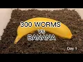 SDGs 300 Worms vs Banana vermicompost earthworm