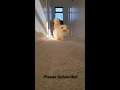 Himalayan Persian Cat