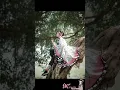Download Lagu Kochou Shinobu cosplay #kochoushinobu #edit #demonslayeredit #cosplay