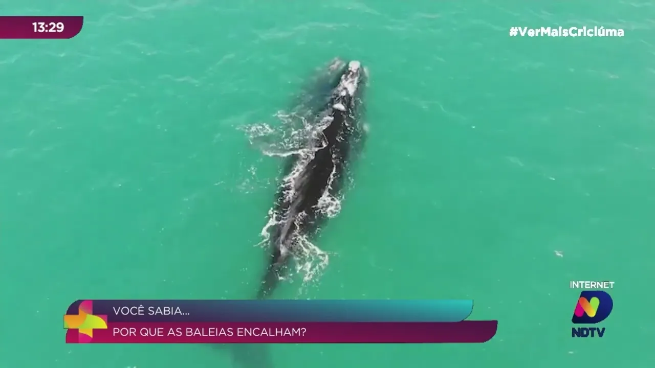 Por que as baleias encalham? Entrevistamos a bióloga Suelen Santos para descobrir as causas