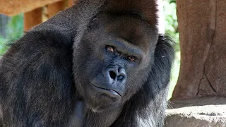 Gorilla Roar Sound Effect 