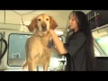 Aussie Pet Mobile Amazing Mobile Grooming for Cats and Dogs