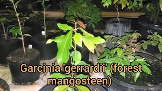 How to open a mangosteen with your bare hands. 