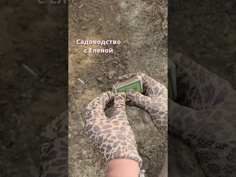 СРОЧНО сделать после сбора урожая в теплице, чтобы не было фитофторы и болячек