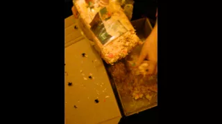 how to make a make do hamster home xxx