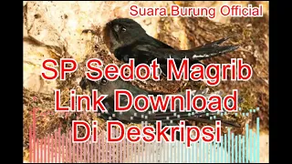 sp sedot magrib terbukti ampuh sedot walet ll link download di deskripsi