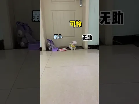 Weak, pitiful, and helpless #pets #cute #cutedog