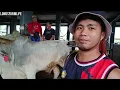 Download Lagu Saksihan ang bilihan at tawaran ng mga Bakang patabain part 2