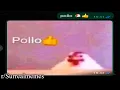 pollo