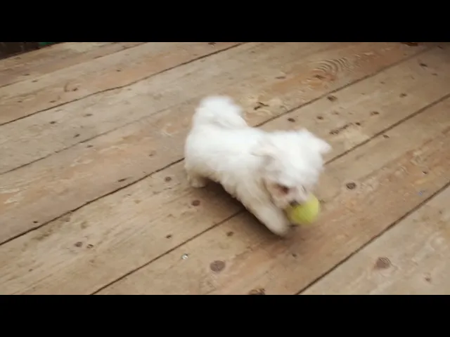 動画