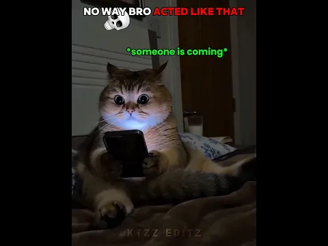 When Cats Are Addicted To Phones 💀