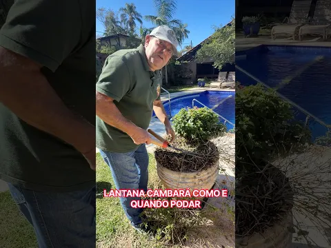 Lantana Cambará em Vaso | Como Podar Para Florescer Mais
