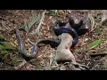 How Snakes Survive Off Little Food Attenborough BBC Earth