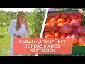 Download Lagu Paradicsomszüret Borbás Marcsi kertjében