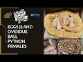 Overdue BALL PYTHON Females and Eggs to Pull