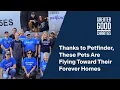 Thanks to Petfinder These Pets Are Flying Toward Their Forever Homes