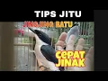 Download Lagu CARA MERAWAT BURUNG JINGJING BATU AGAR JINAK