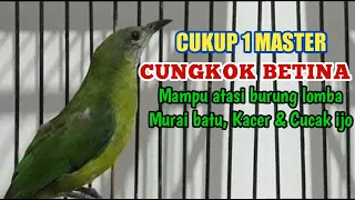 Download CUCAK CUNGKOK GACOR FULL NEMBAK AMPUH BUAT MASTERAN MURAI KACER CAK IJO MP3