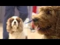 Volunteer opportunities at the SF SPCA