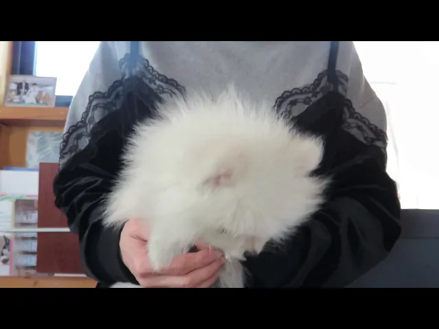 動画