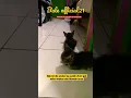 Lagu ANTI BIOTIK D2 UNTUK KUCING-Bale Official21 #obatkucing