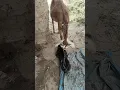 Download Lagu Deer Goat Gave Birth at Home Beautiful Baby Goatولادة الماعز الظبي في المنزل جدي صغير جميل