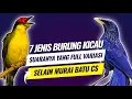 Download Lagu 7 Jenis burung kicau super mewah full variasi selain Murai batu