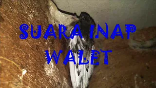 Download SUARA INAP WALET TERBARU 2018 DI JAMIN MAKNYUSSSSSS MP3
