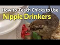 How to Teach Chicks to Use Nipple Drinkers Best Waterer for Chicks