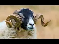 Ram Sheep s Facts Secret World of Sheep s Their Species And Habitats