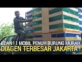 Lagu DIJAMIN MURAH ! TURUN SATU MOBIL PENUH BURUNG IDOLA KICAU MANIA DI DAERAH JAKARTA TIMUR 