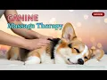 Therapeutic Dog Massage Gentle Touch for Healing Trust Emotional Release